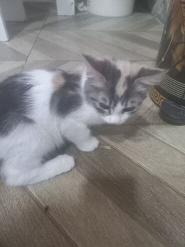 pişik cutləşdirilir: Yaxşı əllərə, Pulsuz çatdırılma — 2