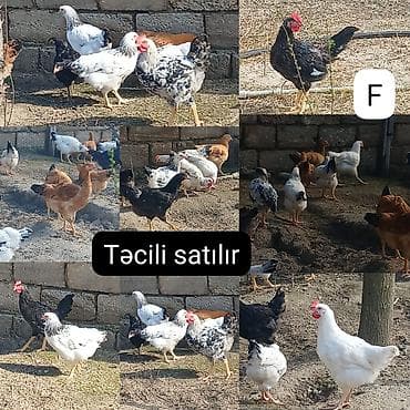 kend toyugu: ‼️ Təcili Satılır ‼️ 54 ədəd 3 ay yarımlığ Colpalar tam — 1