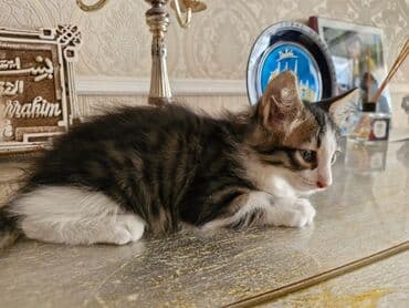 домики для кошек баку: Yaxşı əllərə — 5