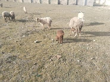 qiz dovsan adlari: Salam tam saglam bogaz ve balali heyvanlar satilir isdeyen elaqe — 4