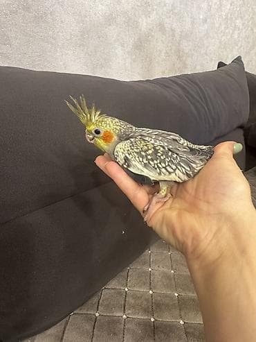 Ailə mühitinə və ilk quş sahibi üçün ideal, zərif və oynaq ev