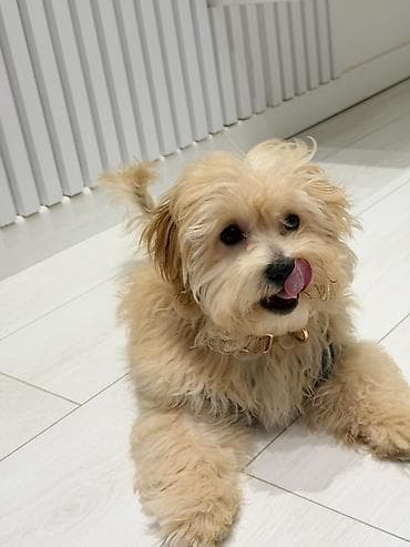 xaski iti satisi: 4ayliq cox shirin erkek maltipo puppy. Bütün komandaları bilir. Çox — 2