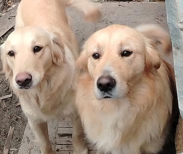 doyuş itləri: Retriever — 1