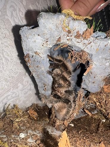 disi dana: Növü: Curly Hair (Tliltocatl albopilosus) qurd ile beslenir dişidir 1 — 1
