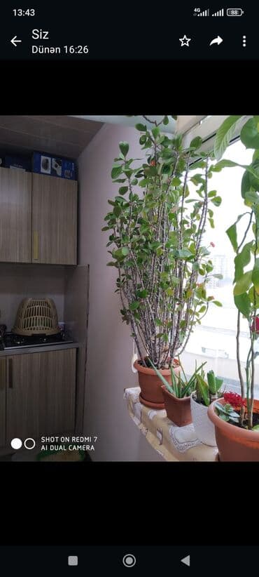 sine boyuden bitki: Nəzər gülü göründüyündən də Maşallah böyükdür 35 m aloe Vera 25 m bir — 1