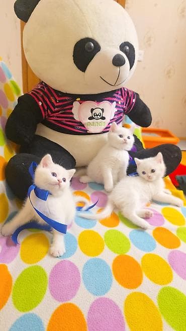 heyvan dermanlari: Britan — 1