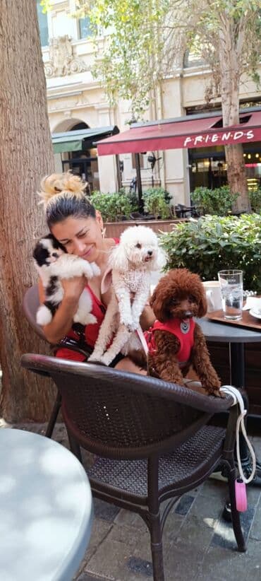 toy budel: Pudel, 3 ay, Erkek, Peyvəndli, Ünvandan götürmə — 12