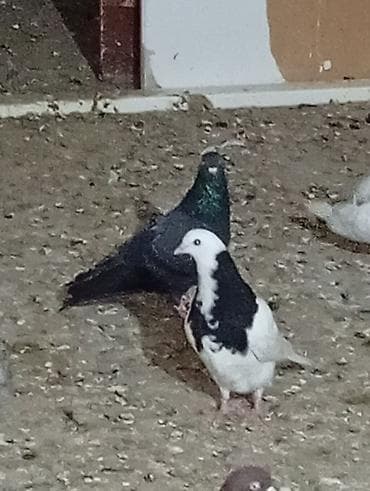 Boynugullulər 50 AZN qirmizi cəplər 60azn qalan quşların öz qiyməti