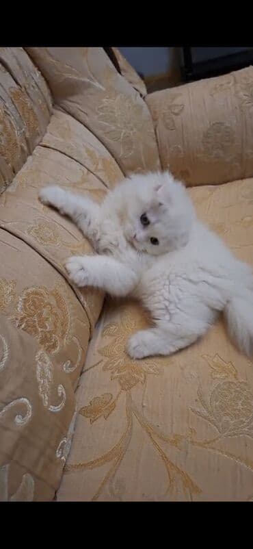 pişik siam: Şinşilla, Erkək — 3