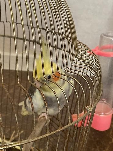 sarı dana: Nömrəli başlıq: Nimfa tutuquşusu (cockatiel) + qəfəs və aksesuarlar — 1