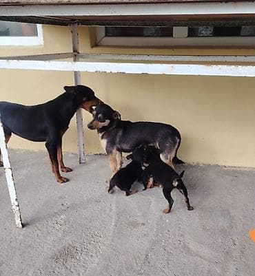 heyvan hekimi: Miniatür pinçer — 3