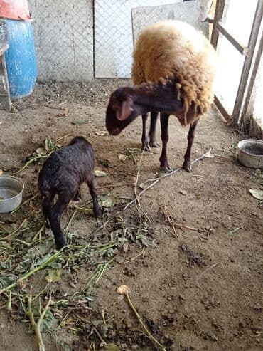 qoyun yanıbala: Qoyun və quzusu – yerli qaragül/yağılı tipli ana heyvan - Ana qoyun — 4