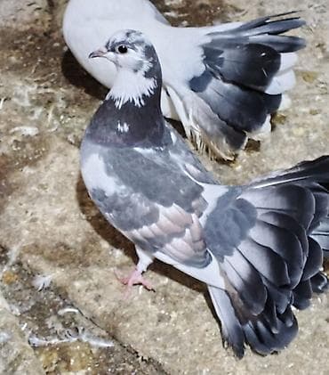 qarayevde daye: Salam maya qusdu qizgindi saglamligina cavabdehem — 1