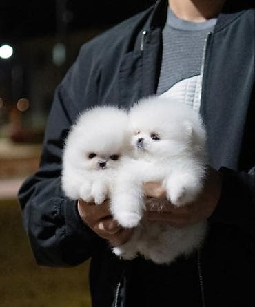 Şpitz, 1 ay, Sənədli lalafo.az -da Şpitz, 1 ay, Sənədli