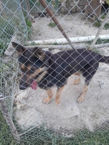 Gəmiricilər: Alman çoban iti, 1 il, Erkek, Peyvəndli, Ünvandan götürmə — 7