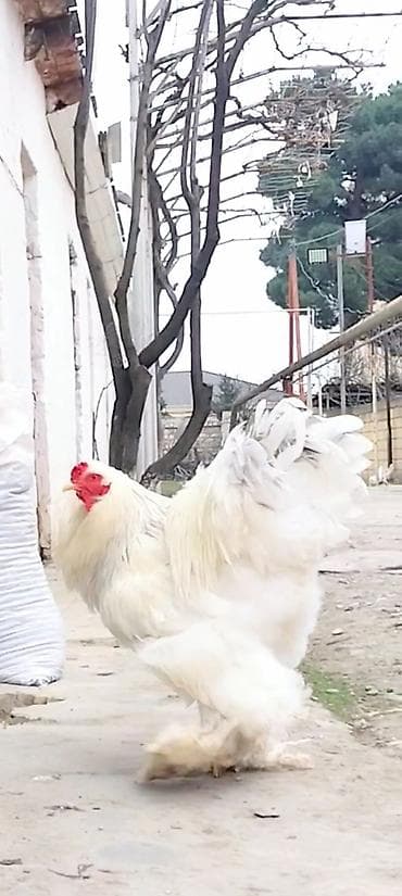 Keçilər, çəpişlər: Real alici yazsin. vatsap var — 2