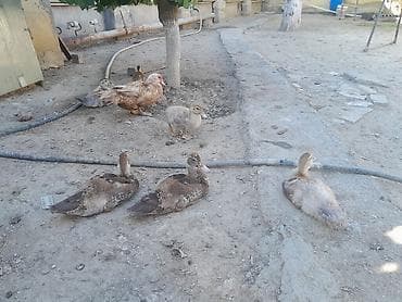 ördək lavanda: Krasnadar ördəklər başqa sözlə desək qırmızı öküz və kül rəngli — 2