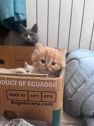 Pişiklər: Zəncəfil rəngli, uzun tüklü balaca pişik balası - Rəng: parlaq — 7