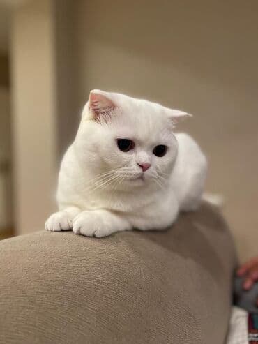 Кастрюли: Шотладская вислоухая — 1