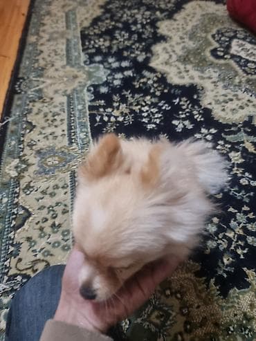 coban iti satisi: Şpitz — 2