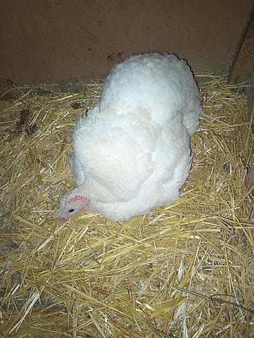 Digər heyvanlar: Dişi, Damazlıq — 1