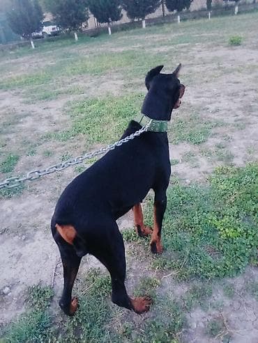 golden it satışı: Doberman, 2 il, Erkek, Peyvəndli, Ünvandan götürmə, Ödənişli çatdırılma — 3