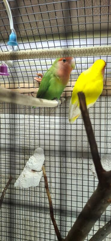 Renault: 1 eded nerazlucnik yasil rengde satilir tam saglam qusdur mayadir Maya — 2