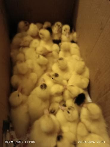 turbo az heyvanlar: 38 dənə 4 günlük lal ördək balası Saglamdilar Qiyməti biri 7 manata — 6