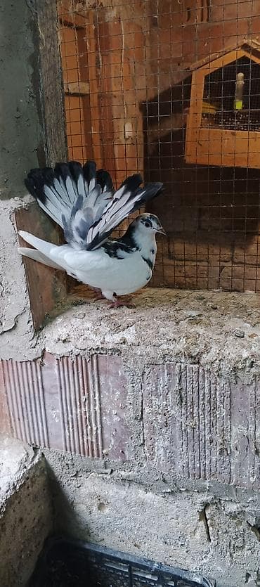 qızıl quş: Salam saglamdilar iki pavlindi qiymet ikisine aitdi biri mayadi — 5