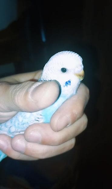 bülbül qəfəsi: Məhdud sayda 2 aylıq klassik rəngli dalğalı tutuquşular (Volnisti və — 4