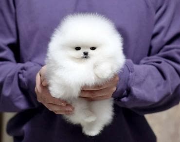 1 yas tortlari: Pudel, 1 ay, Sənədli — 1