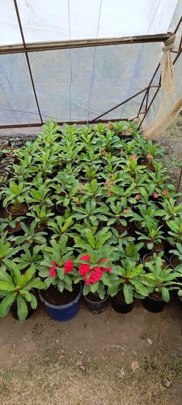 bitki satışı: Satışda dekorativ saksı bitkiləri – bağ və interyer üçün. - Euphorbia — 3