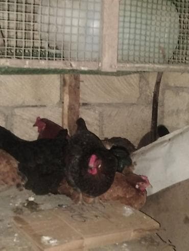 afcarka dişi: Toyuq, Yumurtalıq — 2