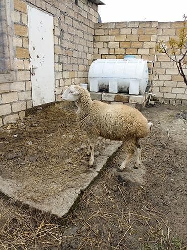 qoyun quyruğu: Erkek quzu satılır — 10