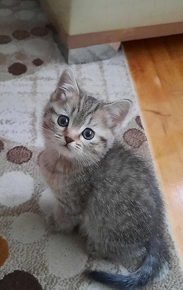 pisik satanlar: Britan — 4