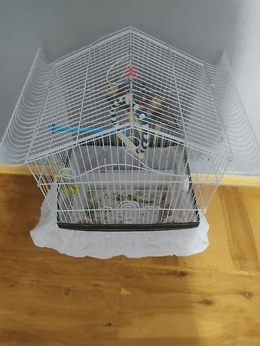 danişan quş: Nymph (kakadul, cockatiel) cütü və qəfəs dəsti - Növ: Nymph — 1