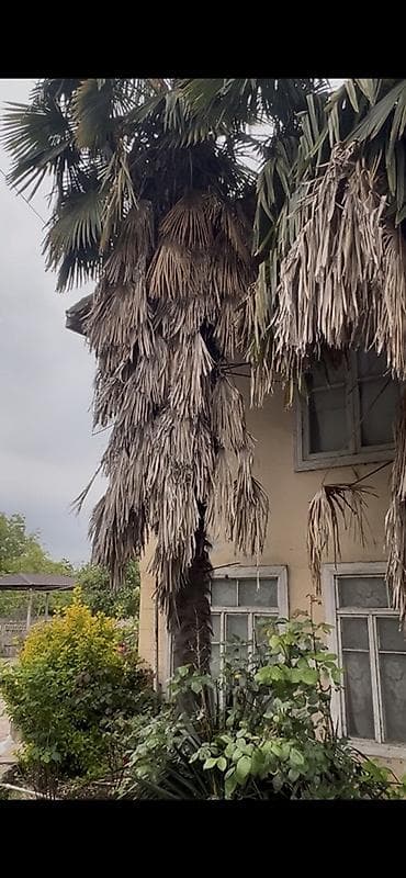 kepenek sekilleri: 1 ededin 200 deyirem. Kim ne verir teklif elesin Məhsul: Hündür — 3