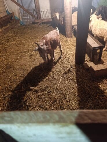 рынок животных в баку: 1 ci qarna bogaz heleb qatşq keci — 1