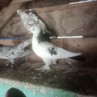 qəfəs quş: 1 eded ebrej maya bir eded qara boyun badam lele maya 2 si birlikde — 5