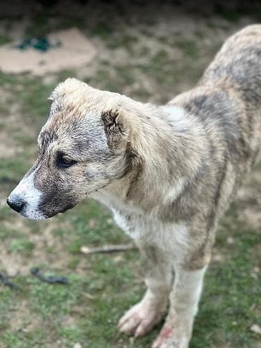 quzu qiymətləri: Qurdbasar, 5 ay, Erkek, Ünvandan götürmə — 4