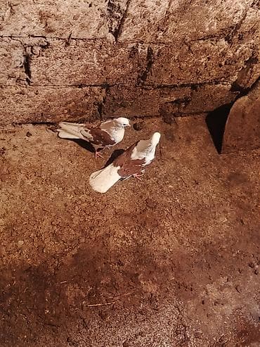 Птицы: Salam iran miz kekiller bir cüt satılır reyal alıcıya endirim olacaq — 6