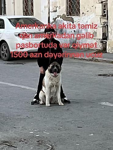 doberman satilik: Akita-inu, 4 il, Sənədli — 3