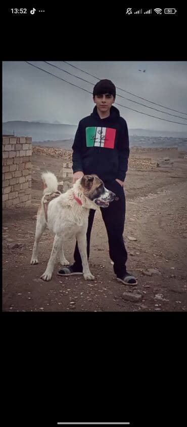 акита ину баку: 1 год, Самец, Для вязки — 3