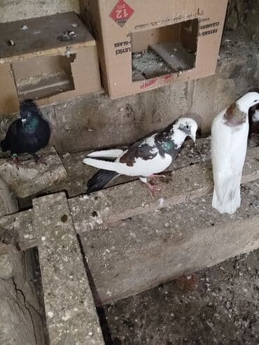 Pişiklər: Əlaqə üçün vatsap — 2