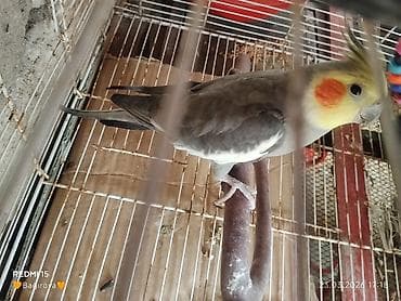 toptan yem satışı: Nimfa (cockatiel) dekorativ tutuquşu - Rəng: boz-gümüşü gövdə, ağ — 3