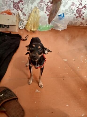 itlerin alisi: Miniatür pinçer, Dişi — 1