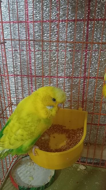 hinduşqa balaları: Hər ikisi çexdir və öz quşlarımın balasıdır birinci şəkildəki 2 aylıq — 3