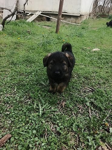 Alman çoban iti, Erkek