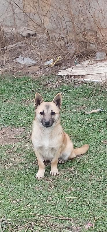 heyvan meymun: Çixuahua, 10 ay, Erkek — 6