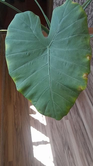 monstera gulu: Alokaziya (Alocasia) otaq bitkisi – iri, ürəkvari-oxvari yaşıl — 3